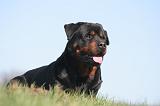 ROTTWEILER 594